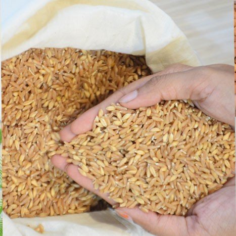 ಗೋಧಿ ದಾಸ್ತಾನಿಗೆ ಮಿತಿ ಹೇರಿದ ಕೇಂದ್ರ ಸರ್ಕಾರ