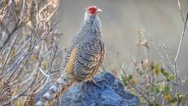 ಹಿಮಾಚಲ ಪ್ರದೇಶದಲ್ಲಿ 'ಚೀರ್ ಫೆಸೆಂಟ್' (Chir Pheasant) ಪಕ್ಷಿಗಳ ಮರುಪರಿಚಯ ಯಶಸ್ಸು: ಬದುಕುಳಿಯುವಿಕೆ ಪ್ರಮಾಣ ಶೇ. 100ಕ್ಕೆ ಏರಿಕೆ!