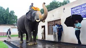 ಭೀಮನ ತೂಕ 5,465 ಕೆಜಿ, ಕ್ಯಾಪ್ಟನ್ ಅಭಿಮನ್ಯುವನ್ನು ಹಿಂದಿಕ್ಕಿದ ಬಲ'ಭೀಮ'