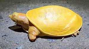 ಒಡಿಶಾದಲ್ಲಿ ಪತ್ತೆಯಾಯಿತು ಅಪರೂಪದ ಹಳದಿ ಬಣ್ಣದ ಆಮೆ