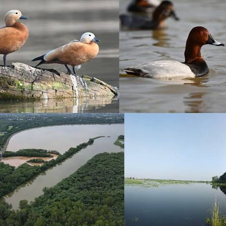 ಭಾರತದ ರಾಮ್‌ಸರ್‌ ತಾಣಗಳ ಸಂಖ್ಯೆ 103 ಕ್ಕೆ ಏರಿಕೆ: ಪಟ್ಟಿಗೆ ಸೇರ್ಪಡೆಗೊಂಡ ಸುಖ್ನಾ ತೇವಾಲಯ ಮತ್ತು ಸೌಜ್‌ ಜೀಲ್!