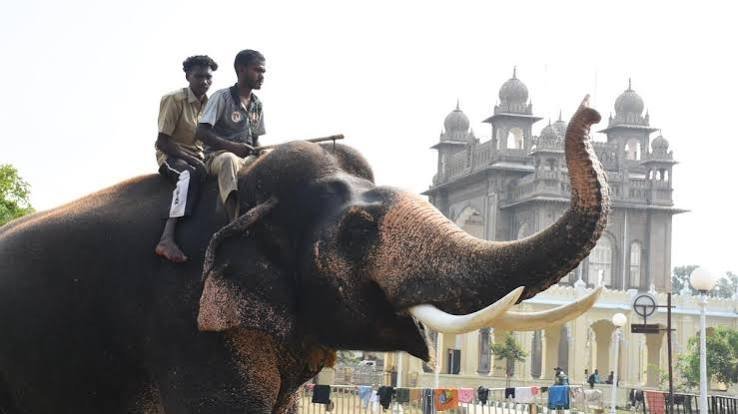 ಮೈಸೂರು ದಸರಾ 2026: ಚಿನ್ನದ ಅಂಬಾರಿ ಹೊರಲು 'ಪ್ರಶಾಂತ' ಆನೆ ಆಯ್ಕೆ