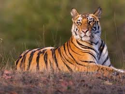 ಕೈಮೂರ್ ಅನ್ನು ಬಿಹಾರದ ಎರಡನೇ ಹುಲಿ ಸಂರಕ್ಷಿತ ಪ್ರದೇಶವೆಂದು ಅನುಮೋದನೆ
