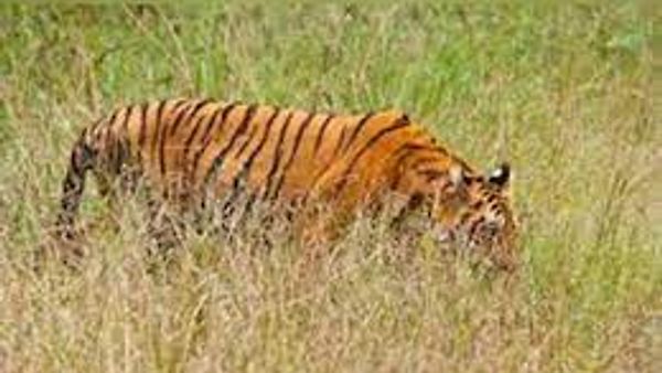 ಬಂಡೀಪುರ ಹುಲಿ ಯೋಜನೆಗೆ ಸುವರ್ಣ ಸಂಭ್ರಮ