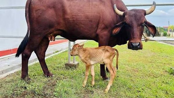 ಅಸ್ಸಾಂನಲ್ಲಿ ವಿಶ್ವದ ಮೊದಲ 'ಲಖಿಮಿ' ತಳಿಯ IVF ಕರು ಜನನ: ಪಶುಸಂಗೋಪನಾ ಕ್ಷೇತ್ರದಲ್ಲಿ ಐತಿಹಾಸಿಕ ಮೈಲಿಗಲ್ಲು!
