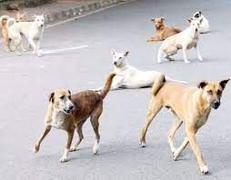 ಪ್ರಾಣಿಗಳ ಜನನ ನಿಯಂತ್ರಣ ಘಟಕದ ಕಾರ್ಯಾರಂಭ ಶುರು