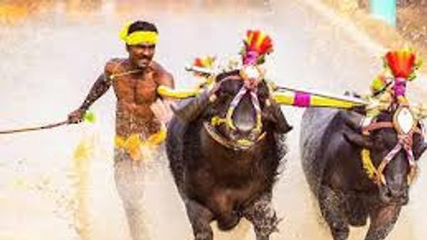 ರಾಜ್ಯದೆಲ್ಲೆಡೆ ಕಂಬಳಕ್ಕೆ ಸುಪ್ರೀಂ ಕೋರ್ಟ್ ಹಸಿರು ನಿಶಾನೆ