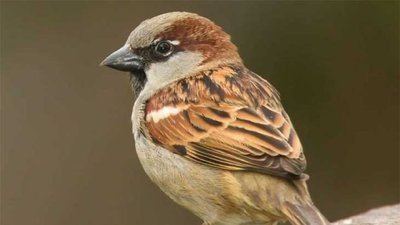 ಮಾರ್ಚ್ 20 ವಿಶ್ವ ಗುಬ್ಬಚ್ಚಿ ದಿನ