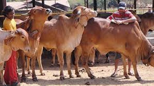 ದೇಶಿ ಹಸು ಸಾಕುವ ರೈತರಿಗೆ ಮಾಸಿಕ 900 ರೂ. ನೆರವು ಘೋಷಿಸಿದ ಮಧ್ಯಪ್ರದೇಶ ಸರ್ಕಾರ