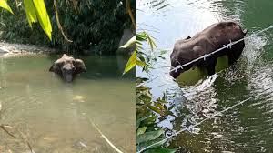 ಕೇರಳದಲ್ಲಿ ಗರ್ಭಿಣಿ ಆನೆಯ ದುರಂತ ಸಾವು ಪ್ರಕರಣ :