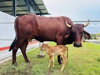 ಅಸ್ಸಾಂನಲ್ಲಿ ವಿಶ್ವದ ಮೊದಲ 'ಲಖಿಮಿ' ತಳಿಯ IVF ಕರು ಜನನ: ಪಶುಸಂಗೋಪನಾ ಕ್ಷೇತ್ರದಲ್ಲಿ ಐತಿಹಾಸಿಕ ಮೈಲಿಗಲ್ಲು!