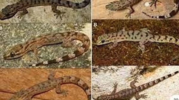 12 ಹೊಸ ಪ್ರಭೇದದ ಹಲ್ಲಿಗಳು ಪಶ್ಚಿಮ ಘಟ್ಟಗಳಲ್ಲಿ ಪತ್ತೆ
