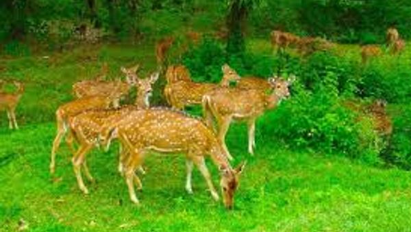 ರಾಜಸ್ಥಾನದಲ್ಲಿ ಮೂರು ಹೊಸ ವನ್ಯಜೀವಿ ಸಂರಕ್ಷಣಾ ಮೀಸಲುಗಳು