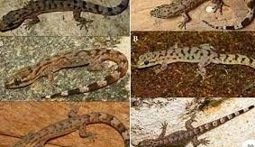 12 ಹೊಸ ಪ್ರಭೇದದ ಹಲ್ಲಿಗಳು ಪಶ್ಚಿಮ ಘಟ್ಟಗಳಲ್ಲಿ ಪತ್ತೆ