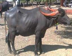 ರಾಷ್ಟ್ರೀಯ ಮಾನ್ಯತೆ ಪಡೆದ 'ಧಾರವಾಡಿ ಎಮ್ಮೆ ತಳಿ'