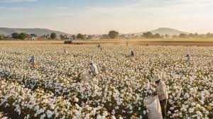 ಕೇಂದ್ರ ಸರಕಾರದಿಂದ 600 ಕೋಟಿ ರೂ.ಮೌಲ್ಯದ ಕಪಾಸ ಕ್ರಾಂತಿ ಮಿಷನ್ ಪ್ರಾರಂಭ