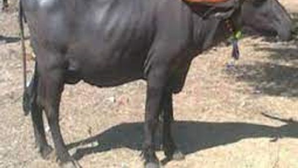 ರಾಷ್ಟ್ರೀಯ ಮಾನ್ಯತೆ ಪಡೆದ 'ಧಾರವಾಡಿ ಎಮ್ಮೆ ತಳಿ'