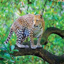 ಭಾರತದ ಚೀತಾ ಯೋಜನೆಗೆ ಪರಿಶೀಲನಾ ಸಮಿತಿ