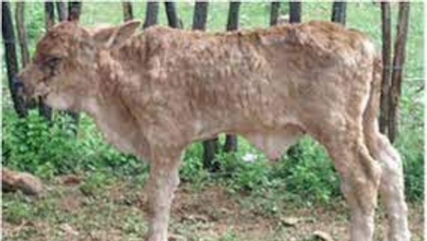 ಜಾನುವಾರುಗಳಲ್ಲಿ ವ್ಯಾಪಕವಾಗಿ ಚರ್ಮಗಂಟು ರೋಗ