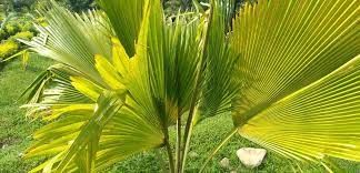ಉತ್ತರಾಖಂಡದಲ್ಲಿ ಮೊದಲ ಪಾಲ್ಮೆಟಮ್ (ತಾಳೆ)  ಉದ್ಘಾಟಣೆ