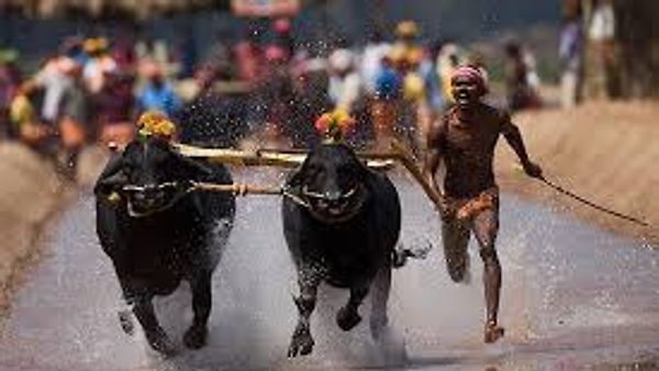 ಕಂಬಳ ಕ್ರೀಡೆಗೆ ರಾಜ್ಯ ಕ್ರೀಡಾ ಪ್ರಾಧಿಕಾರದ ಅಧಿಕೃತ ಮಾನ್ಯತೆ