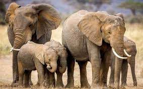 ಆಗಸ್ಟ್ 12: ವಿಶ್ವ ಆನೆ ದಿನ 🐘