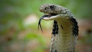ಘೋಷಿತ ಕಾಯಿಲೆಗಳ ಪಟ್ಟಿಗೆ ಹಾವು ಕಡಿತ ಸೇರ್ಪಡೆ