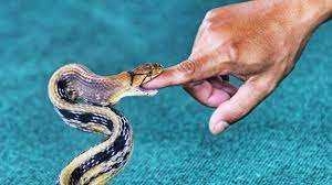 ಹಾವು ಕಡಿತದ ಬಗ್ಗೆ ಭಾರತೀಯ ವೈದ್ಯಕೀಯ ಸಂಶೋಧನಾ ಮಂಡಳಿ (ICMR)ಯಿಂದ ಅಧ್ಯಯನ