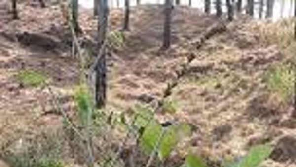 IUCN ಕೆಂಪು ಪಟ್ಟಿಯಲ್ಲಿ ಹಿಮಾಲಯನ್ ಔಷಧೀಯ ಸಸ್ಯಗಳು