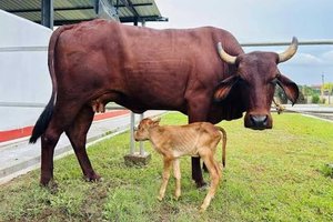 ಅಸ್ಸಾಂನಲ್ಲಿ ವಿಶ್ವದ ಮೊದಲ 'ಲಖಿಮಿ' ತಳಿಯ IVF ಕರು ಜನನ: ಪಶುಸಂಗೋಪನಾ ಕ್ಷೇತ್ರದಲ್ಲಿ ಐತಿಹಾಸಿಕ ಮೈಲಿಗಲ್ಲು!