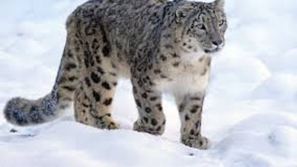 Snow Leopard ಸಂರಕ್ಷಣೆಗಾಗಿ ಲಡಾಖ್‌ನಲ್ಲಿ ಸೇನೆ–ಅರಣ್ಯ ಇಲಾಖೆ ಹೊಸ ಒಪ್ಪಂದ