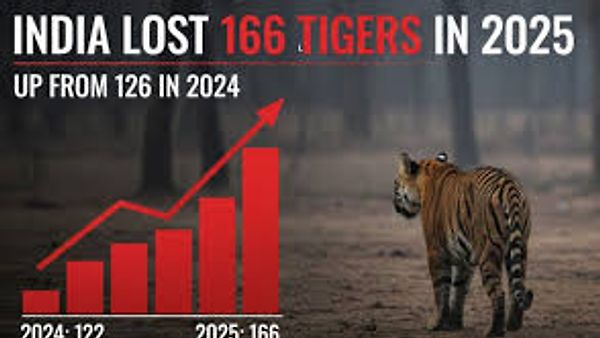 ದೇಶದಲ್ಲಿ ಹುಲಿಗಳ ಸಾವಿನ ಸಂಖ್ಯೆ ಏರಿಕೆ: 2025ರಲ್ಲಿ 166 ಹುಲಿಗಳು ಬಲಿ