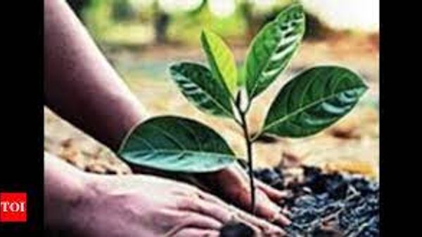 UP ಸರ್ಕಾರದ ಟ್ರೀ ಪ್ಲಾಂಟೇಶನ್ ಅಭಿಯಾನ