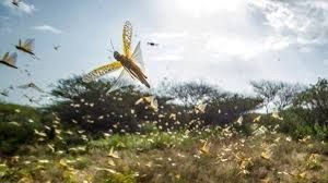 ಗಡಿಯಲ್ಲಿ ಮಿಡತೆಗಳ ವಿರುದ್ಧ ಹೋರಾಡಲು ಪಾಕಿಸ್ತಾನದಲ್ಲಿ ರಾಷ್ಟ್ರೀಯ ತುರ್ತು ಪರಿಸ್ಥಿತಿ ಘೋಷಿಸಲಾಗಿದೆ