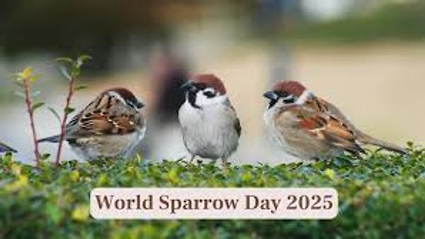 ಮಾರ್ಚ್ 20 : ವಿಶ್ವ ಗುಬ್ಬಚ್ಚಿ ದಿನ