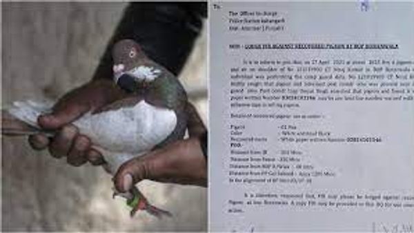 BSF ಪಡೆಯು ಪಾಕ್‌ ಪಾರಿವಾಳದ ವಿರುದ್ಧ FIR ದಾಖಲಿಸಲು ಕೋರಿಕೆ ನೀಡಿದೆ