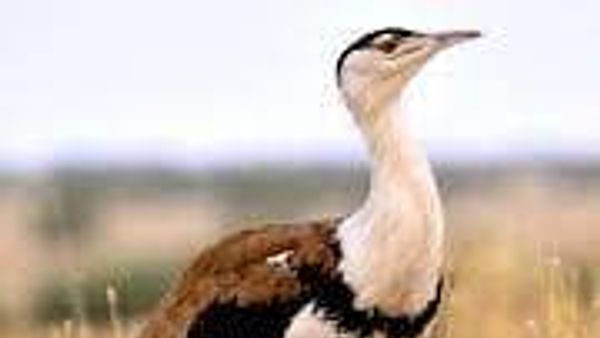 ಗ್ರೇಟ್ ಇಂಡಿಯನ್ ಬಸ್ಟರ್ಡ್ ವಲಸೆ ಬಂದಿವೆ