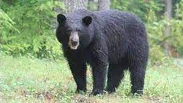 ಸಾವನ್ನಪ್ಪಿದ ಭಾರತದ ಅತ್ಯಂತ ಹಳೆಯ ಸೋಮಾರಿ ಕರಡಿ, ಗುಲಾಬೋ.