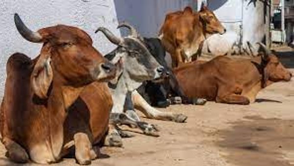 ಜಾನುವಾರುಗಳ ಕೊಂಬಿನ ಹೊಸ ನಿಯಮಗಳ ಘೋಷಣೆ