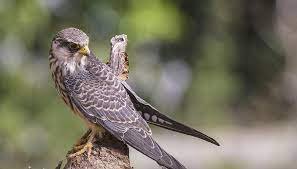ನಾಗಾಲ್ಯಾಂಡ್ ನ ತೋಖು ಎಮಾಂಗ್ ಬರ್ಡ್ ಕೌಂಟ್ (TEBC)