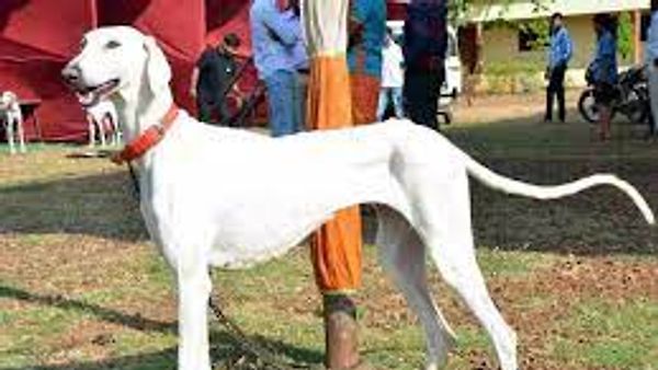 ಪ್ರಧಾನಿಯ ಭದ್ರತೆ ಒದಗಿಸುವ ವಿಶೇಷ ಭದ್ರತಾ ಪಡೆಗೆ ಮುಧೋಳ ಶ್ವಾನ ಸೇರ್ಪಡೆ