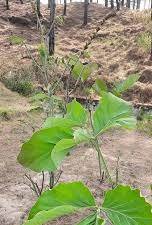 IUCN ಕೆಂಪು ಪಟ್ಟಿಯಲ್ಲಿ ಹಿಮಾಲಯನ್ ಔಷಧೀಯ ಸಸ್ಯಗಳು
