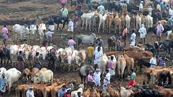 ಜಾನುವಾರು ಮತ್ತು ಕೋಳಿಗಳ ತಳಿ-ವಾರು ವರದಿಯನ್ನು ಬಿಡುಗಡೆ ಮಾಡಿದ ಕೇಂದ್ರ ಮೀನುಗಾರಿಕೆ, ಪಶುಸಂಗೋಪನೆ ಮತ್ತು ಹೈನುಗಾರಿಕೆ ಇಲಾಖೆ