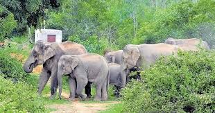 ಆನೆಗಳ ಅತಿ ಹೆಚ್ಚು ಸಂಖ್ಯೆಯ ರಾಜ್ಯವಾಗಿ ಕರ್ನಾಟಕ ಮುಂಚೂಣಿಯಲ್ಲಿ