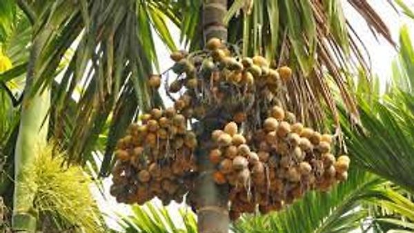ಭಾರತಕ್ಕೆ ಬರಲಿದೆ 17 ಸಾವಿರ ಟನ್ ಅಡಿಕೆ ಆಮದಿಗೆ ಒಪ್ಪಿಗೆ