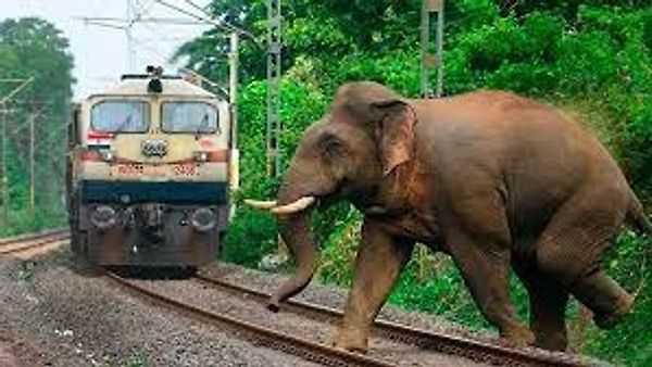 ಆನೆ-ರೈಲು ಘರ್ಷಣೆಯನ್ನು ತಡೆಯಲು ''ಗಜರಾಜ್ ಸುರಕ್ಷಾ'' ಎಂಬ AI ತಂತ್ರಜ್ಞಾನ ಪ್ರಾರಂಭ