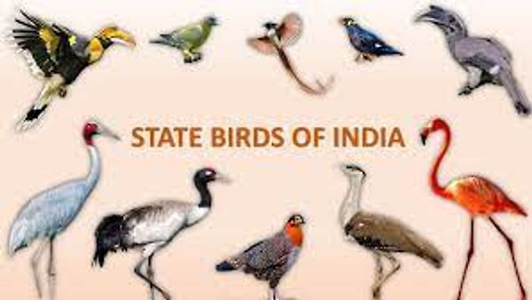 ಭಾರತದ ಪಕ್ಷಿಗಳ ರಾಜ್ಯ