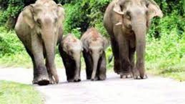 ಬಿಹಾರ ವಾಲ್ಮೀಕಿ ಹುಲಿ ಸಂರಕ್ಷಿತ ಪ್ರದೇಶದಲ್ಲಿ ಆನೆ ರಕ್ಷಣಾ ಕೇಂದ್ರ ಸ್ಥಾಪನೆ