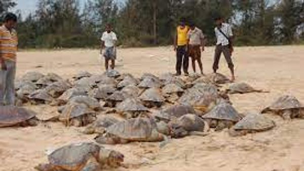 ಆಂಧ್ರದಲ್ಲಿ ಆಲಿವ್ ರಿಡ್ಲಿ ಆಮೆಗಳ ಸಾಮೂಹಿಕ ಮರಣ