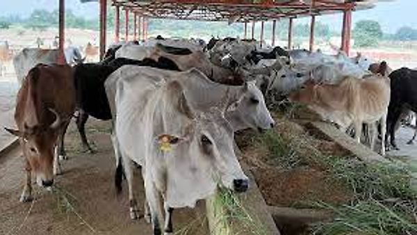 ಜಮ್ಮು-ಕಾಶ್ಮೀರದಲ್ಲಿ ಗೋವು, ಒಂಟೆ ಹತ್ಯೆ ನಿಷೇಧ